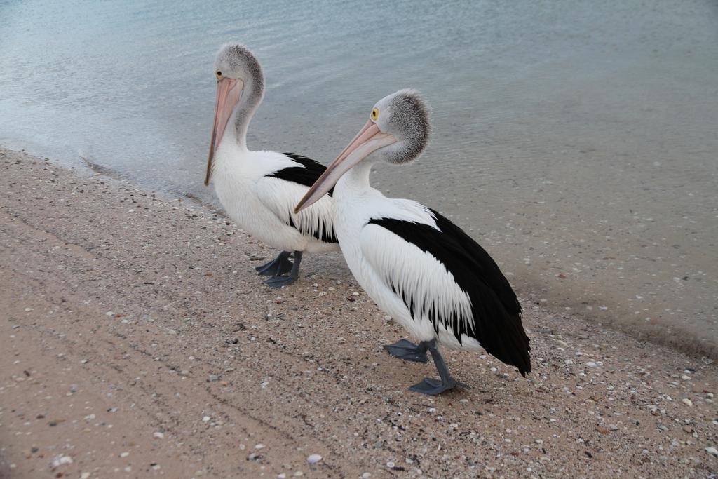 Pelican'S Nest Kalbarri Εξωτερικό φωτογραφία